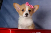 Callie💖, a female Pembroke Welsh Corgi for sale in Fresno, OH – 1 of 10
