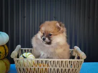 Milly💗, a female Pomeranian for sale in Fresno, OH – 9 of 10
