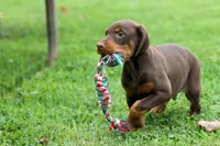 Griffin 🐶, a male Doberman Pinscher for sale in Fresno, OH – 9 of 10