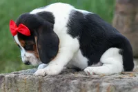 Chip🐶, a male Beagle for sale in Fresno, OH – 4 of 8