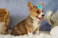 Yack 🐶, a male Pembroke Welsh Corgi for sale in Fresno, OH – 2 of 9