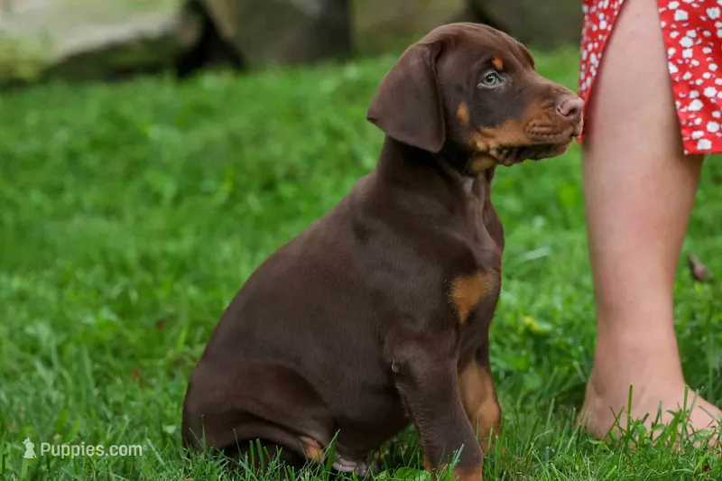 Gus 🐾 – Doberman Pinscher puppy for sale in Fresno, OH