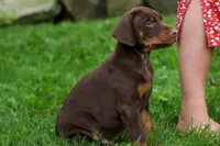 Gus 🐾, a male Doberman Pinscher for sale in Fresno, OH – 1 of 8