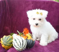  Mason, a male Maltese for sale in Fresno, OH – 1 of 7
