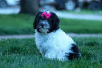 Remi 🩷, a female Cavapoo for sale in Fresno, OH – 1 of 10
