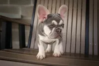   Stella 💕🐶, a male French Bulldog for sale in Fresno, OH – 5 of 9