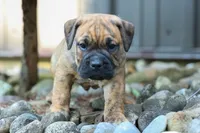 Archie 🐶, a male English Bulldog and Beagle for sale in Fresno, OH – 4 of 9