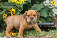 Arthur, a male English Bulldog and Beagle for sale in Fresno, OH – 3 of 10