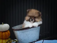 Marco 🐶, a male Pomeranian for sale in Fresno, OH – 2 of 10