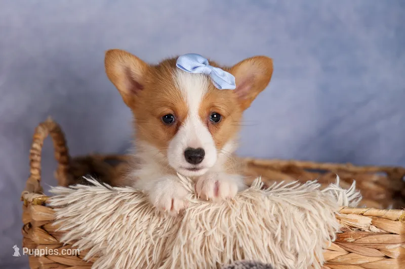  Barry 🐾🐶 – Pembroke Welsh Corgi puppy for sale in Fresno, OH