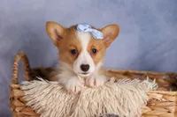  Barry 🐾🐶, a female Pembroke Welsh Corgi for sale in Fresno, OH – 6 of 10