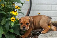 Arthur, a male English Bulldog and Beagle for sale in Fresno, OH – 5 of 10