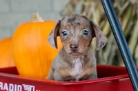   Zion🐶, a male Miniature Dachshund for sale in Fresno, OH – 4 of 9
