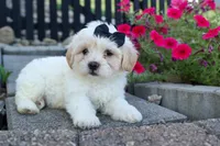 Bently 🐶, a male Bichon Frise and Shih Tzu for sale in Fresno, OH – 9 of 9
