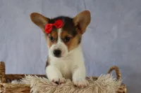 Ziggy 🩵, a male Pembroke Welsh Corgi for sale in Fresno, OH – 3 of 10