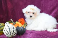 Max , a male Maltese for sale in Fresno, OH – 4 of 7