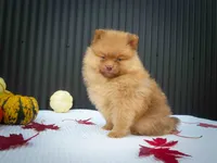 🐾 Meet Rosa — A Bouncy Little Ball of Fluff! 🐾, a male Pomeranian for sale in Fresno, OH – 7 of 10