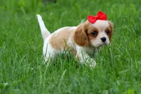 Nugget, a male Cavalier King Charles Spaniel for sale in Fresno, OH – 4 of 10