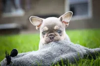 🐾 Meet Kingston, a male French Bulldog for sale in Fresno, OH – 9 of 10