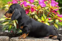 Iggy🐶, a male Miniature Dachshund for sale in Fresno, OH – 8 of 10