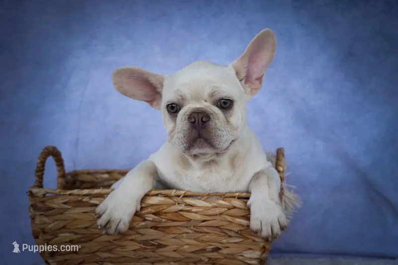  Snoopy 🐶 – French Bulldog puppy for sale in Fresno, OH