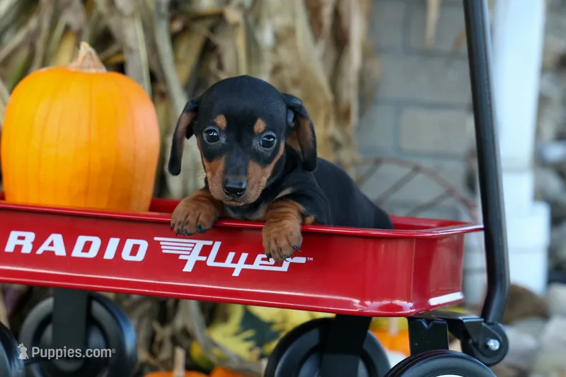 Zack – Miniature Dachshund puppy for sale in Fresno, OH