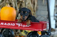 Zack, a male Miniature Dachshund for sale in Fresno, OH – 1 of 10