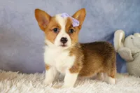 Yo-Yo 💕, a female Pembroke Welsh Corgi for sale in Fresno, OH – 7 of 9
