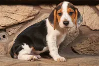 Dillard🐾, a male Beagle for sale in Fresno, OH – 4 of 9