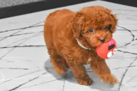 Loren, a male Poodle - Miniature  for sale in Fresno, OH – 8 of 9