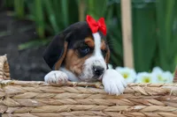 Chip🐶, a male Beagle for sale in Fresno, OH – 3 of 8