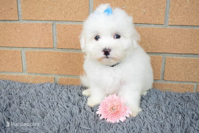 Blake 💙 – Maltese puppy for sale in Fresno, OH