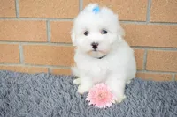 Blake 💙, a male Maltese for sale in Fresno, OH – 5 of 7