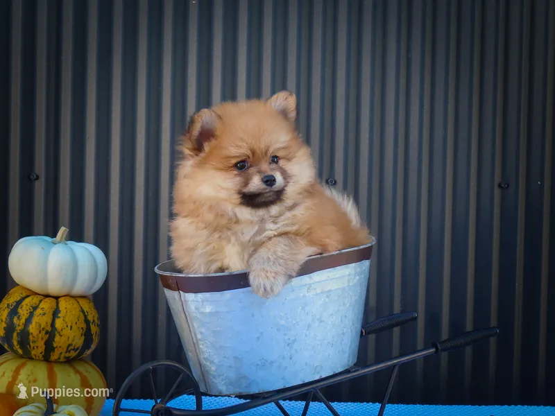  Max🐾 – Pomeranian puppy for sale in Fresno, OH