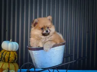  Max🐾, a male Pomeranian for sale in Fresno, OH – 1 of 10