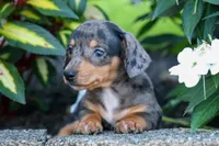   Zino🐾, a male Miniature Dachshund for sale in Fresno, OH – 4 of 9
