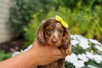 Ike💙, a male Miniature Dachshund for sale in Fresno, OH – 5 of 10