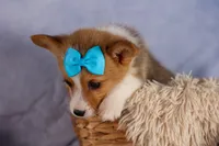  Benji🐾🐶, a female Pembroke Welsh Corgi for sale in Fresno, OH – 6 of 8