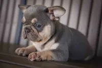 🐾 Meet Kingston, a male French Bulldog for sale in Fresno, OH – 4 of 10