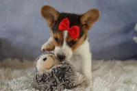 Ziggy 🩵, a male Pembroke Welsh Corgi for sale in Fresno, OH – 8 of 10