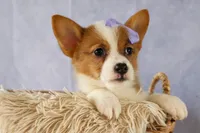Yo-Yo 💕, a female Pembroke Welsh Corgi for sale in Fresno, OH – 3 of 9