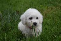  Tucker, a male Bichon Frise for sale in Fresno, OH – 6 of 6