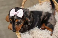 Hailey 🎀, a female Miniature Dachshund for sale in Fresno, OH – 5 of 10