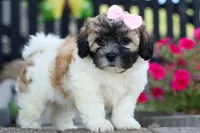 Blossom 💕, a female Bichon Frise and Shih Tzu for sale in Fresno, OH – 5 of 9