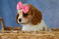  Nellie, a female Cavalier King Charles Spaniel for sale in Fresno, OH – 6 of 10