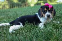 Cora 💖, a female Beagle for sale in Fresno, OH – 7 of 10