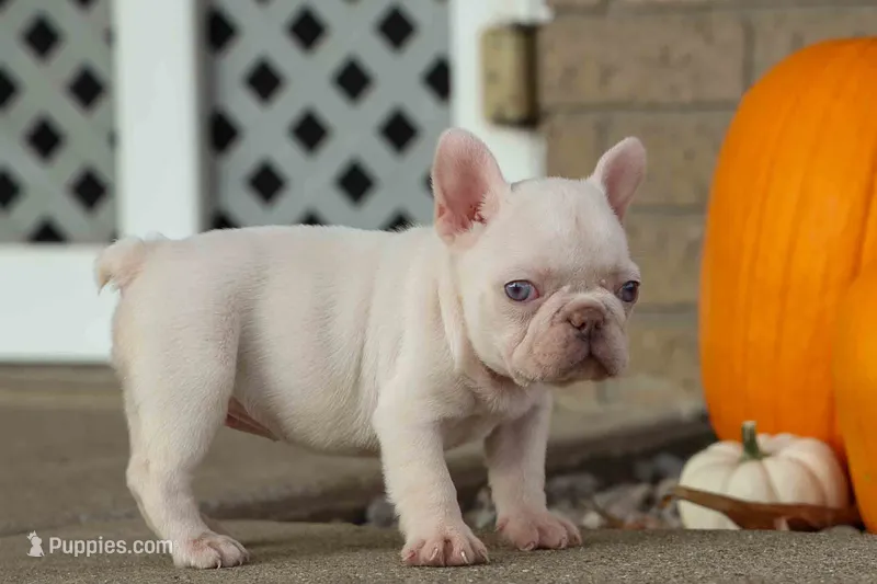 Rosa  – French Bulldog puppy for sale in Fresno, OH