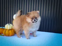 Milly💗, a female Pomeranian for sale in Fresno, OH – 8 of 10