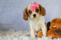  Nellie, a female Cavalier King Charles Spaniel for sale in Fresno, OH – 5 of 10