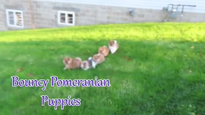  Max🐾, a male Pomeranian for sale in Fresno, OH – 3 of 10